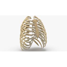 3D Real Human Rib Thoracic Cage Anatomy 01